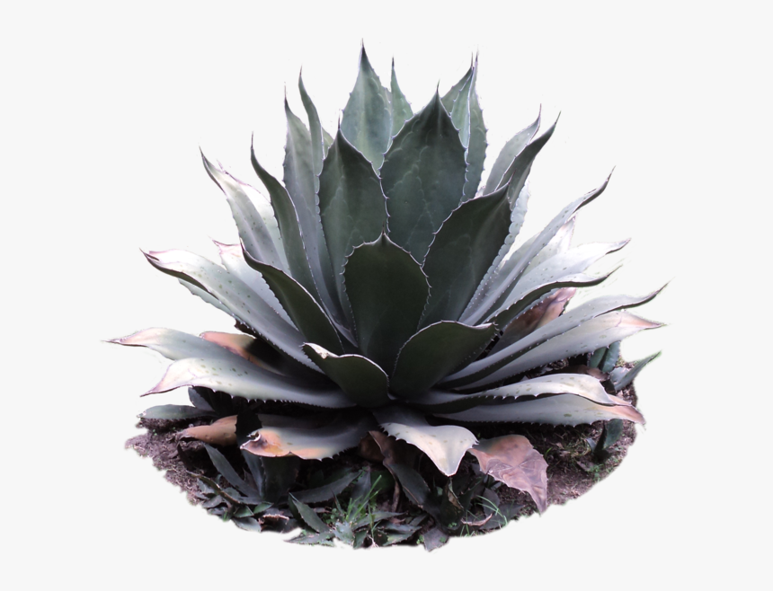 Transparent Agave Clipart - Agave Png, Png Download, Free Download