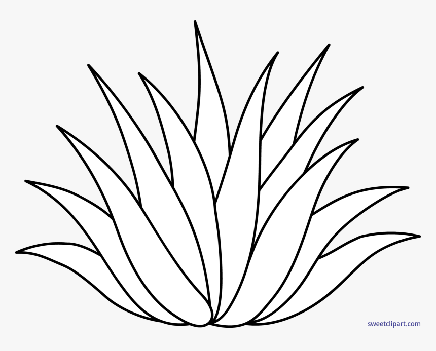 Clip Art Agave Clipart - Agave Plant Clip Art, HD Png Download, Free Download