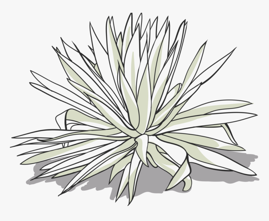 Arroqueno Drawing-01 - Agave, HD Png Download, Free Download