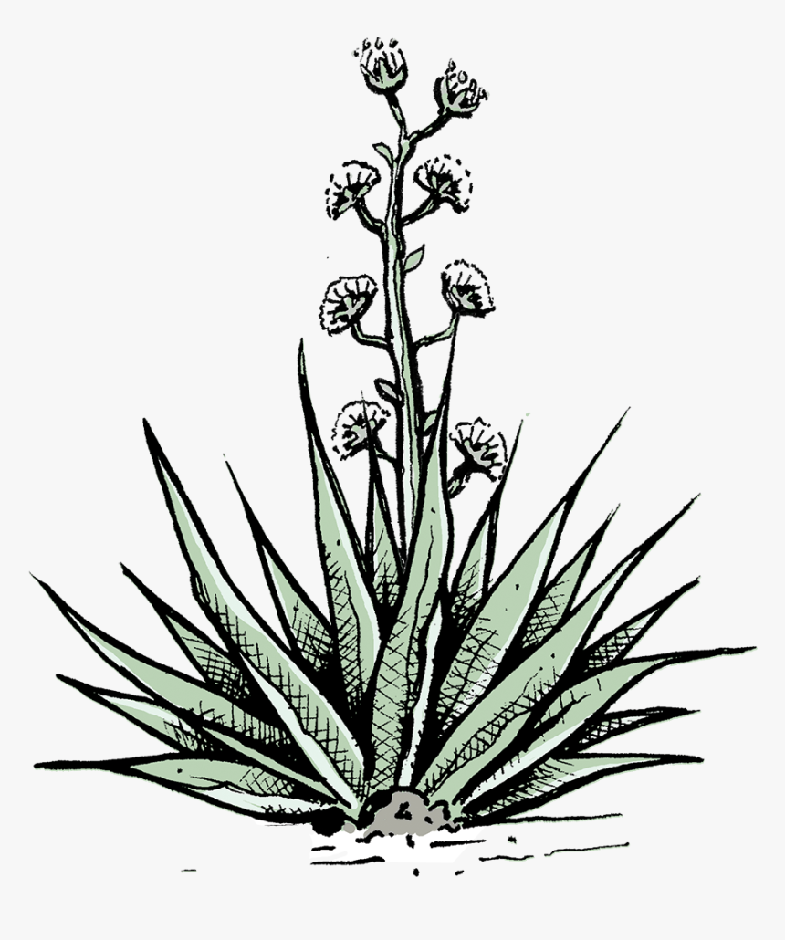 Agave Azul, HD Png Download, Free Download