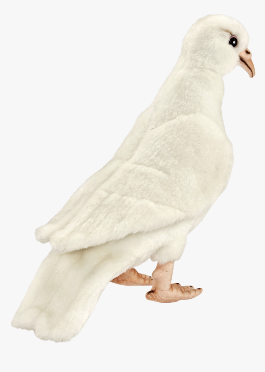 White Dove Png - Seabird, Transparent Png, Free Download