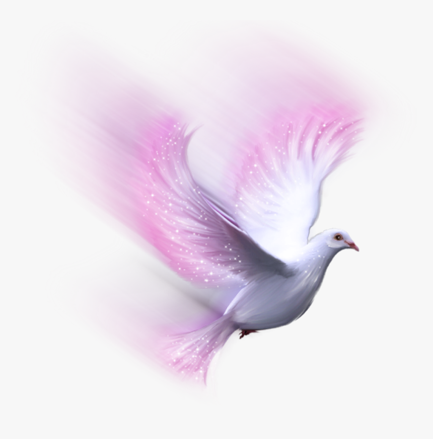 Transparent White Dove Png - White Bird Transparent Background, Png Download, Free Download