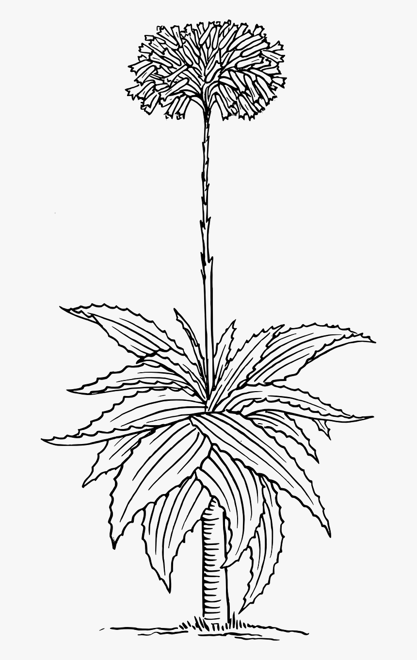 Aloe Drawing Png, Transparent Png, Free Download