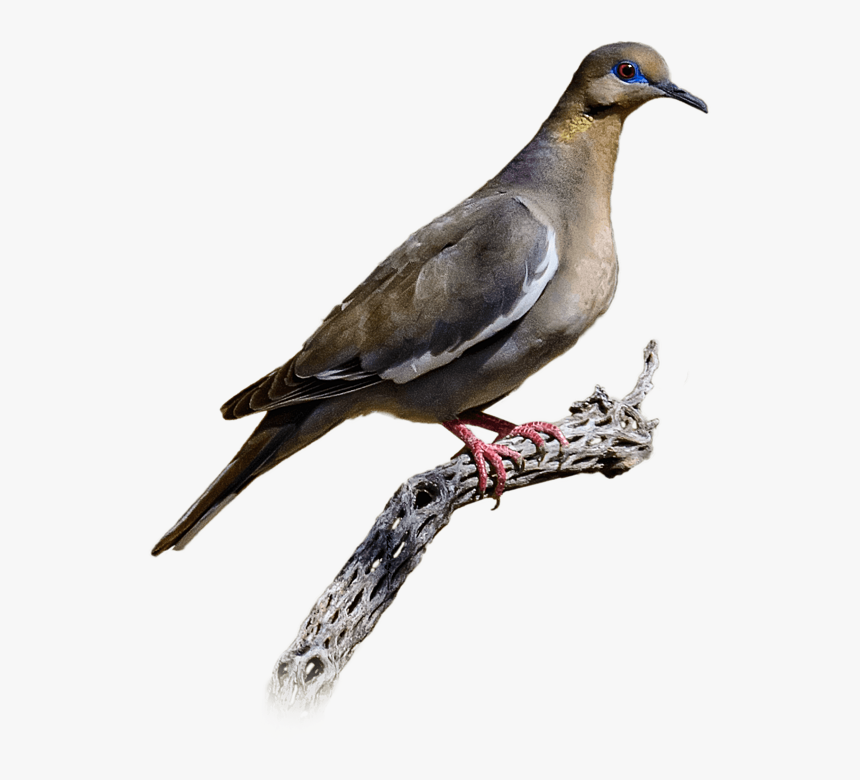 Stock Dove, HD Png Download, Free Download