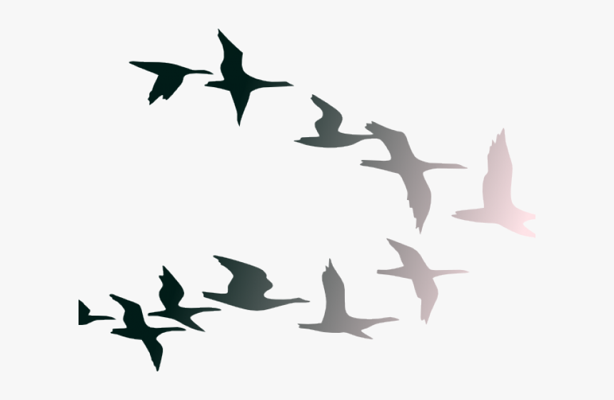White Dove Clipart Sparrow - Colorful Flying Birds Png, Transparent Png, Free Download