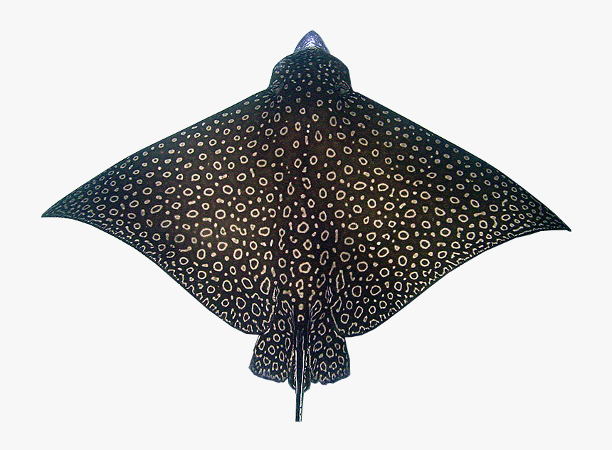 Spotted Eagle Ray Top View, HD Png Download, Free Download