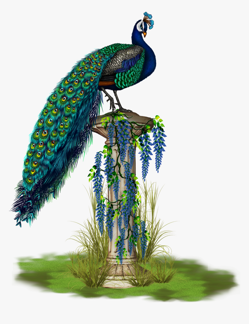 Peacock Png, Transparent Png, Free Download