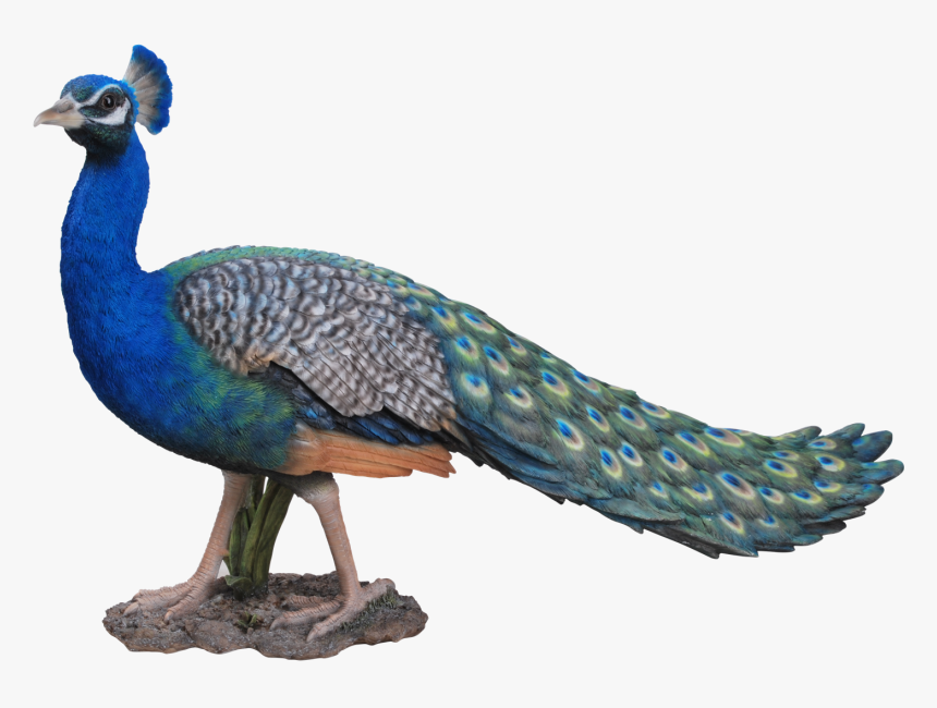 Peacock Png Photo Background - Peacock Images Png Hd, Transparent Png, Free Download