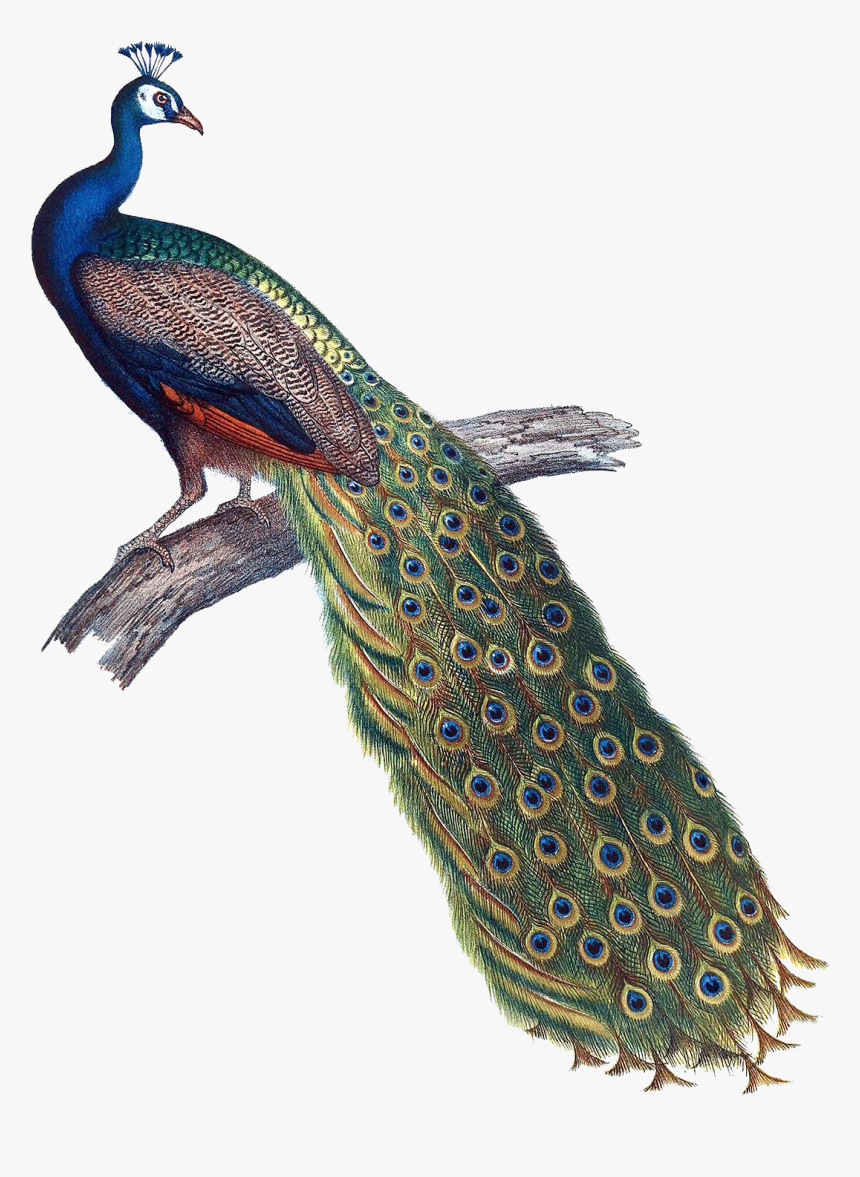 Peacock Clipart Peahen - Indian Peacock Png, Transparent Png, Free Download