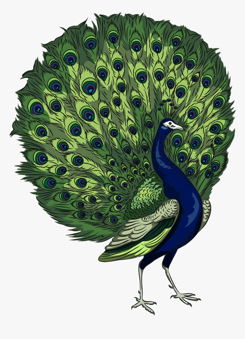 Free Download Creazilla - Peacock Cartoon, HD Png Download, Free Download