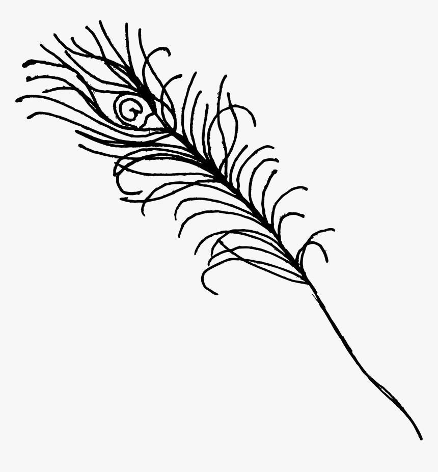 Drawing Feather Unique - Pen Of Peacock Png, Transparent Png, Free Download