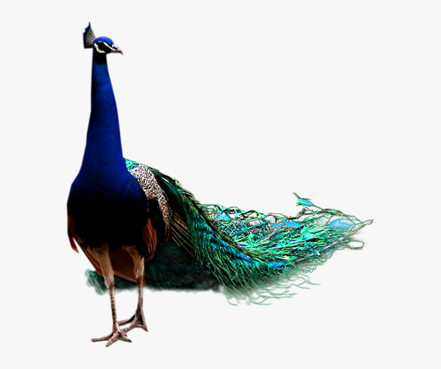 Png Peacock, Transparent Png, Free Download