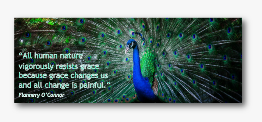 Peacock , Png Download - Peafowl, Transparent Png, Free Download