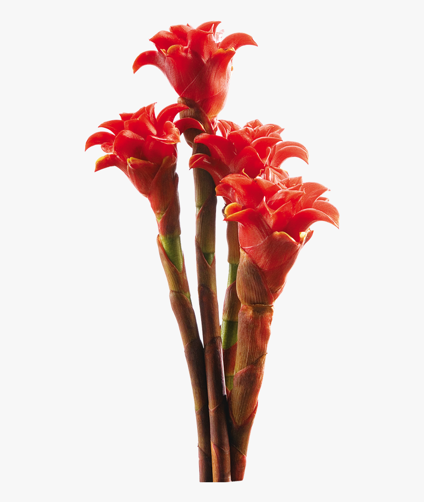 Tropical Flowers Png, Transparent Png, Free Download