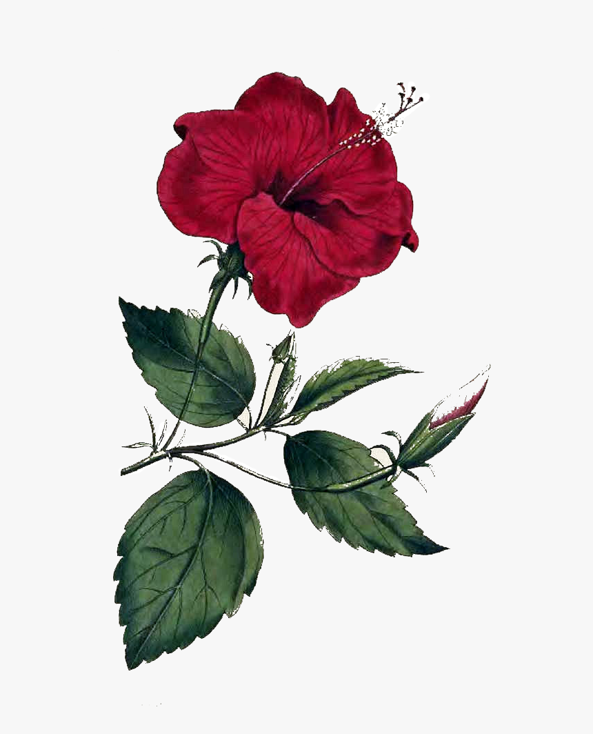 Flower Png Image - Flower Of Hibiscus Rosa Sinensis L, Transparent Png, Free Download