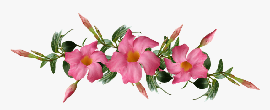 Flowers, Pink, Tropical, Leaves, Buds, Climber, Plant - Tropical Flowers Plants Png, Transparent Png, Free Download