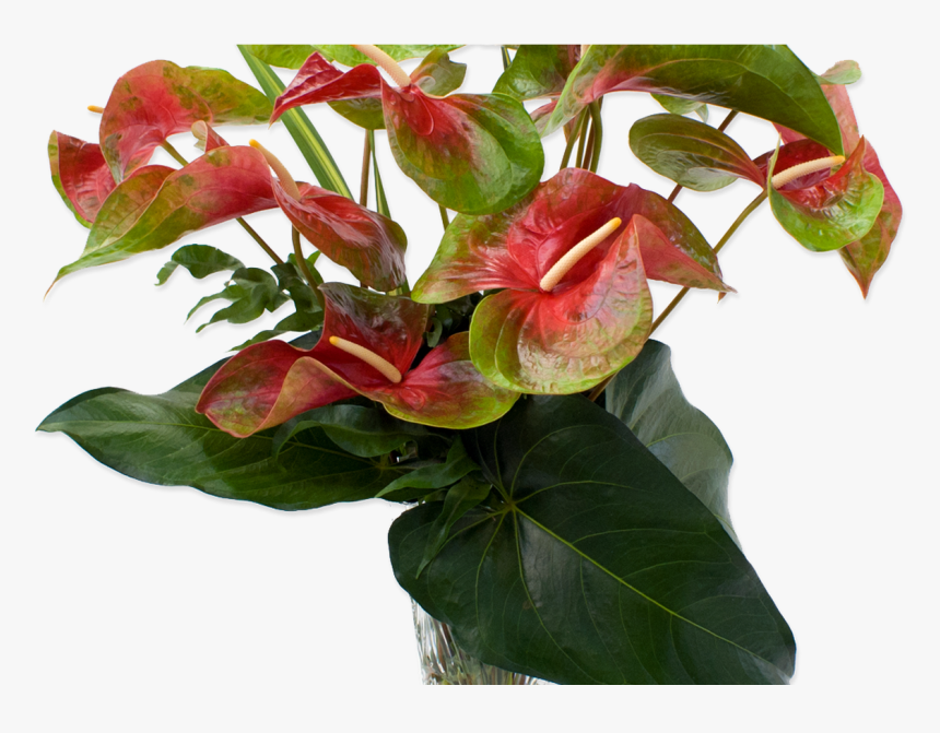 Hawaii State Certified Hawaiian Flowers, Tropical Flowers - Anthurium Png, Transparent Png, Free Download
