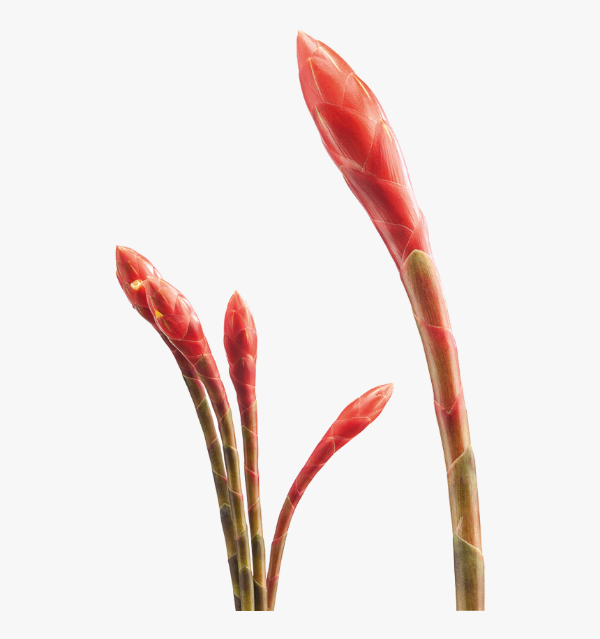 Artificial Flower , Png Download - Artificial Flower, Transparent Png, Free Download