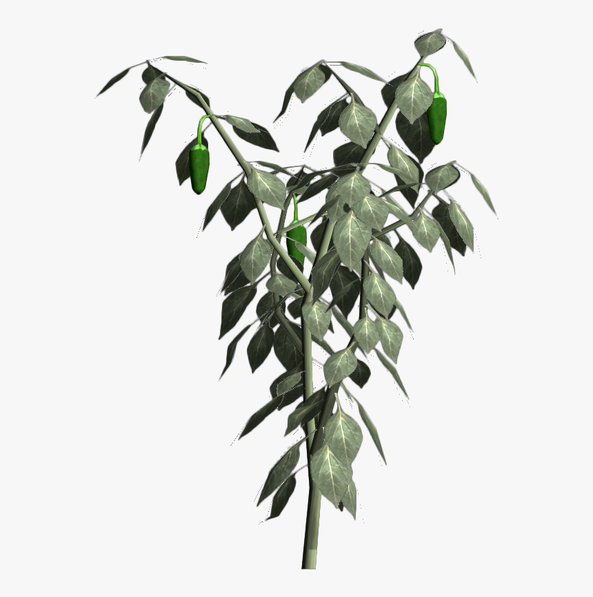 Bay Laurel, HD Png Download, Free Download