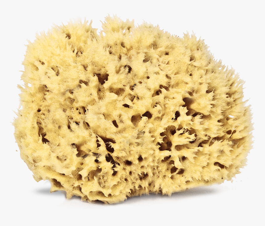 Sea Sponge Real, HD Png Download, Free Download