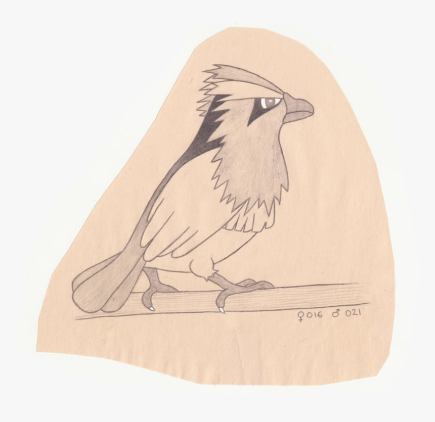 Tiny Bird Pokemon - Sketch, HD Png Download, Free Download