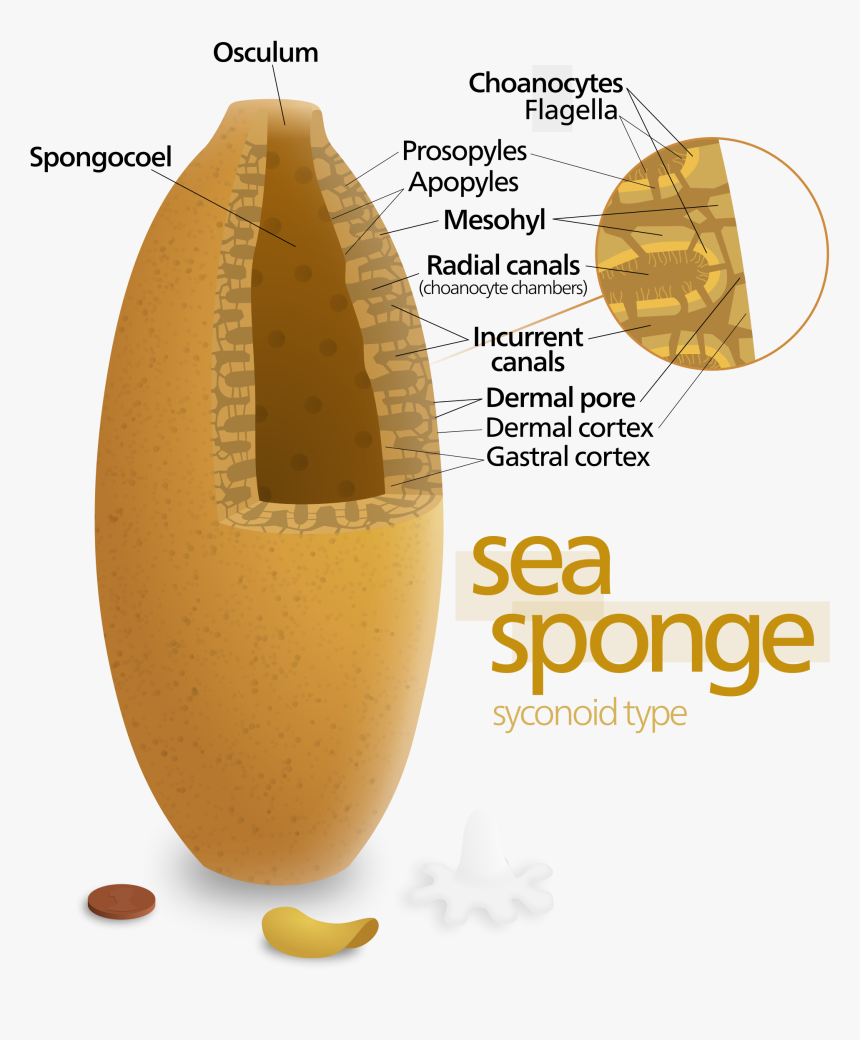 Labeled Sea Sponge Diagram, HD Png Download, Free Download