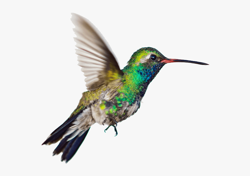 Hummingbird Side - Hummingbird Transparent Background, HD Png Download, Free Download