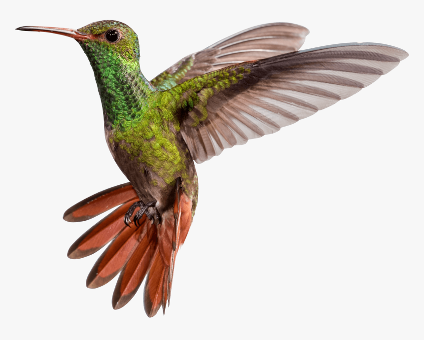 Hummingbird Png - Colour Bird Fly Png, Transparent Png, Free Download