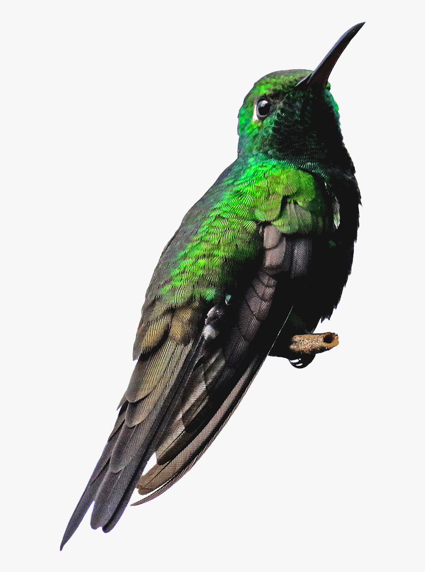 Cuba, Hummingbird, Png, Bird, Green, Nature, Small - Small Transparent Birds Png Hd, Png Download, Free Download