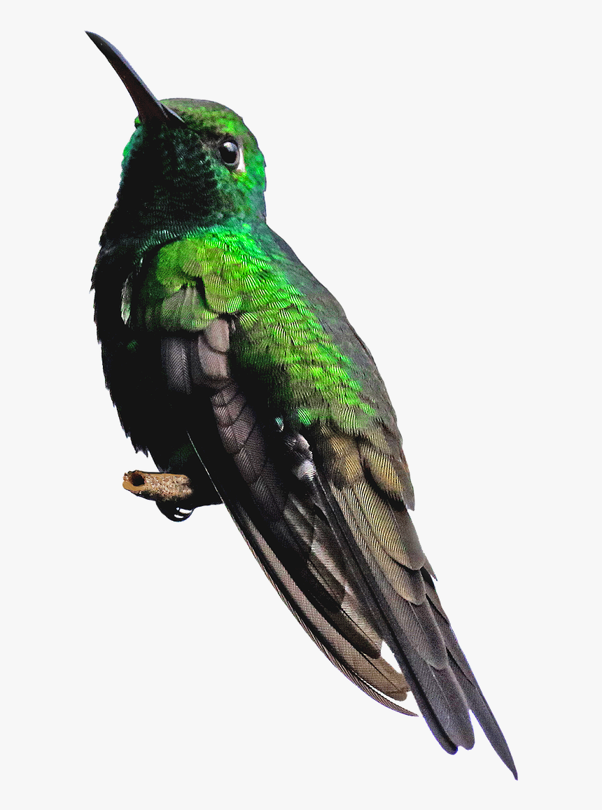 Hummingbird Png Background - Piciformes, Transparent Png, Free Download