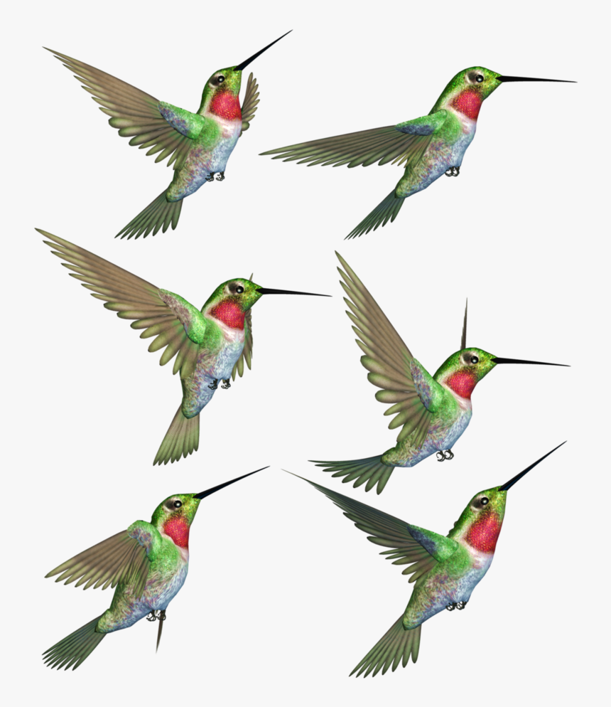 Hummingbird Png Transparent Image - Hummingbird, Png Download, Free Download