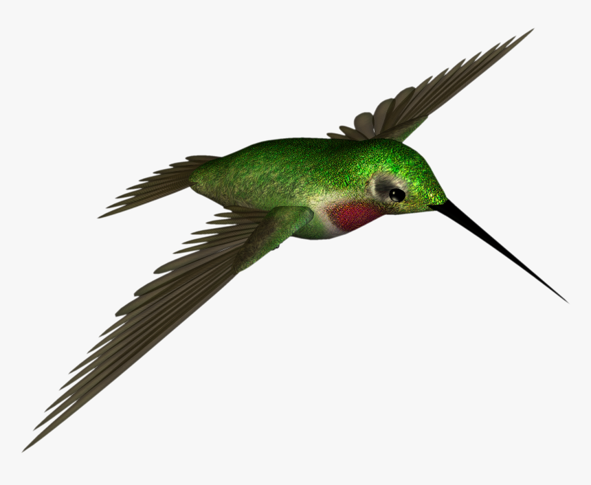 High Resolution Hummingbird Png, Transparent Png, Free Download
