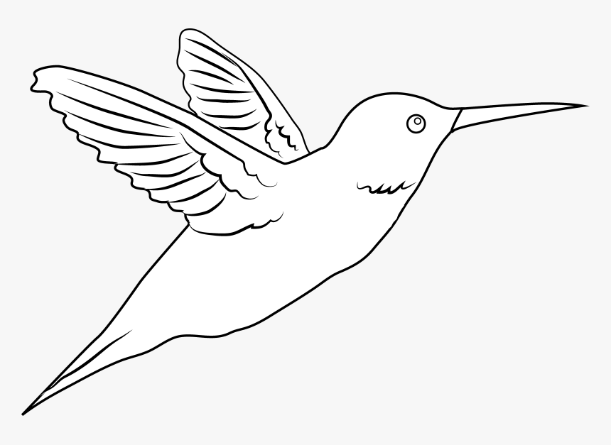 Drawn Hummingbird Png Transparent - Hummingbird White Png, Png Download, Free Download