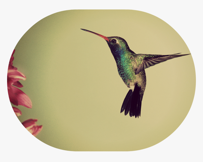 Google"s Hummingbird Non-technical Explanation - Humming Bird, HD Png Download, Free Download