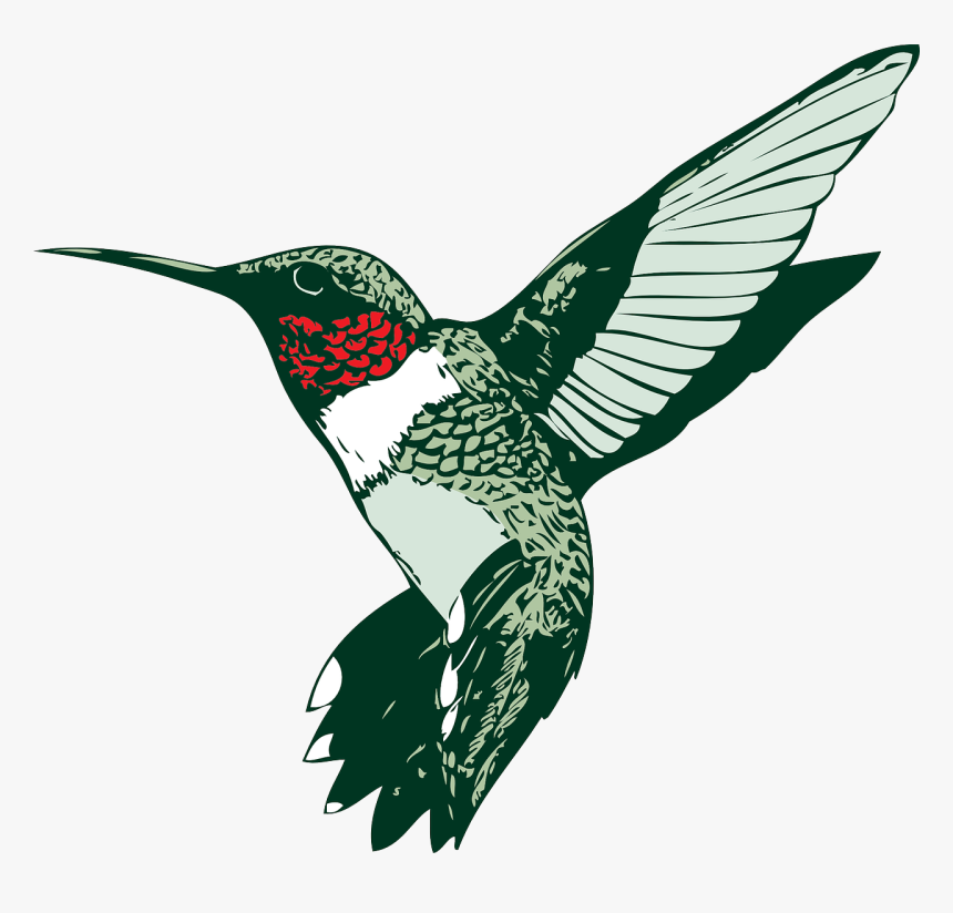 Humming Bird Clip Art, HD Png Download, Free Download