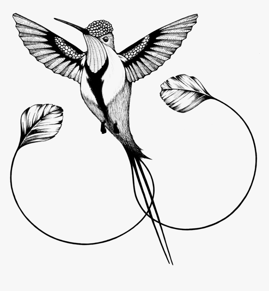 Hummingbirds Clipart Hummingbird Png Transparent Clip - Colibri Cola De Espatula Dibujo, Png Download, Free Download