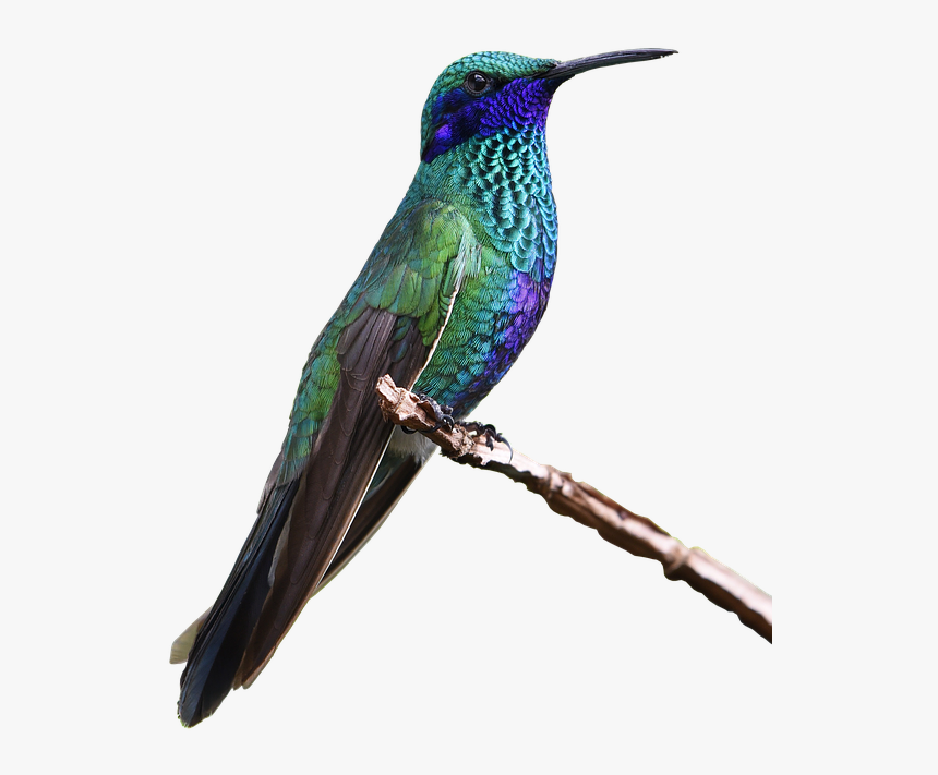 Hummingbird Png Free Images - Real Hummingbird Png, Transparent Png, Free Download