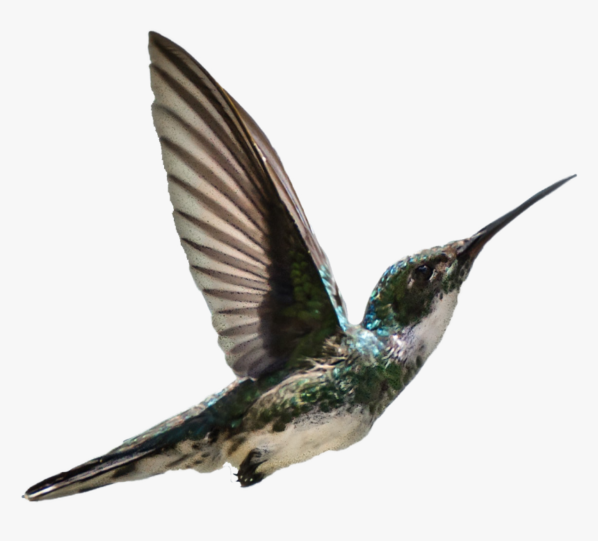 Coraciiformes, HD Png Download, Free Download