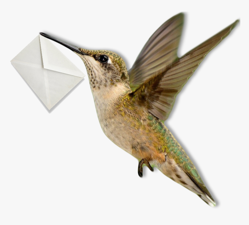 Ruby-throated Hummingbird, HD Png Download, Free Download