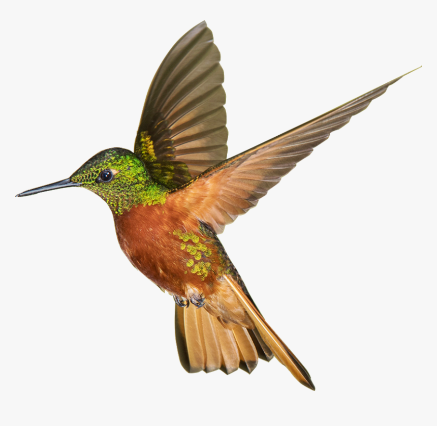 Ruby-throated Hummingbird - Ruby Throated Hummingbird Png, Transparent Png, Free Download