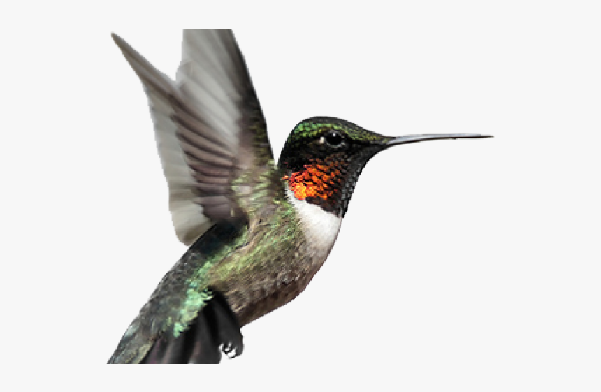 Hummingbird Tattoos Png Transparent Images - Ruby Throated Hummingbird Png, Png Download, Free Download