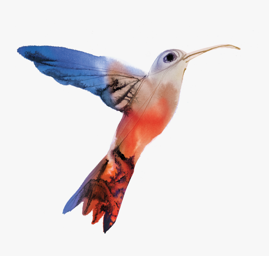 Watercolor Hummingbird, HD Png Download, Free Download