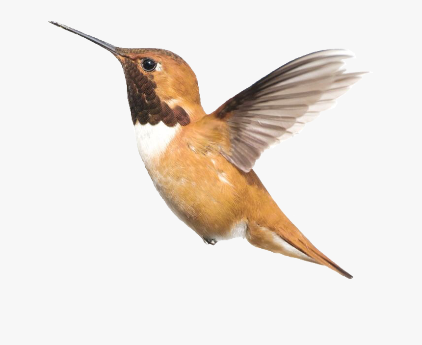 #hummingbird #bird #pngs #png #lovely Pngs #usewithcredit - Imagenes De Pajaritos Colibris, Transparent Png, Free Download