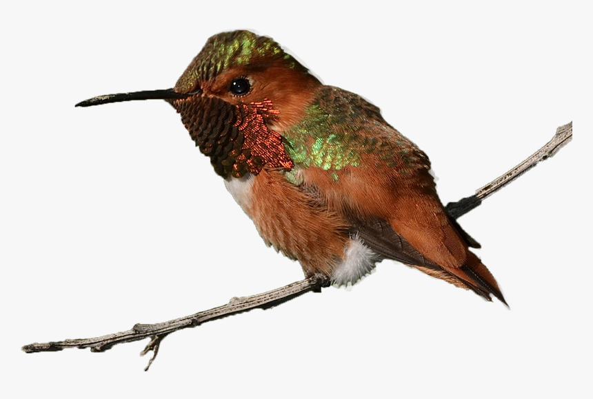 Transparent Hummingbird Png - Ruby-throated Hummingbird, Png Download, Free Download