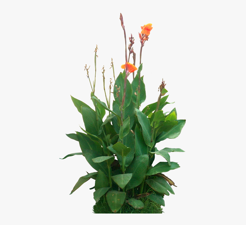Canna Indica Png, Transparent Png, Free Download