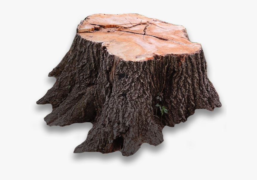 Tree Stump Png Page - Tree Stump, Transparent Png, Free Download