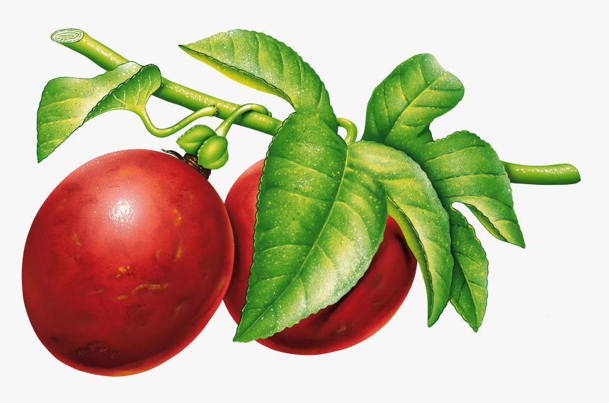 Vintage Plum - Fruits Vintage Png, Transparent Png, Free Download