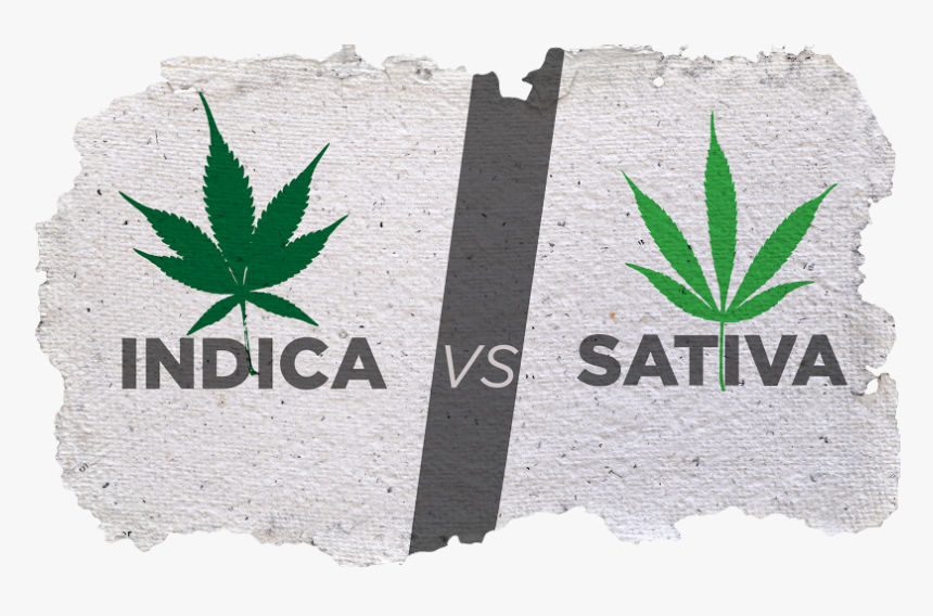 Indica Versus Sativa - Indica Vs Sativa Png, Transparent Png, Free Download