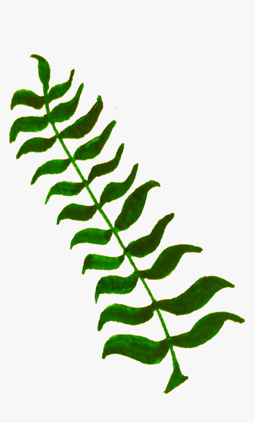 Calligraphic Illustration Leaf, Twig, Plant 4 Clip - Clipart Of Plants, HD Png Download, Free Download