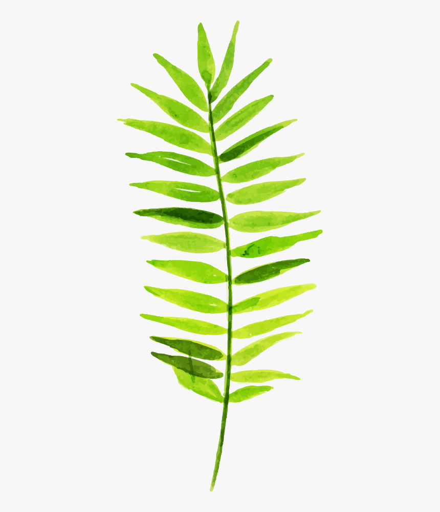 Smooth Sumac, HD Png Download, Free Download